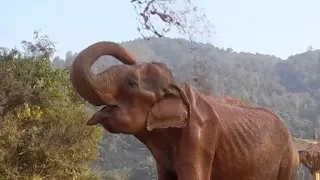 Elephant tastes freedom after 85 years