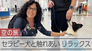 イスタンブール空港に「セラピー犬」　空の旅でリラックス