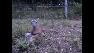 Muflon lamb 1 week old