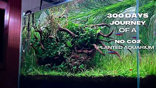 300 DAYS Journey Of A No Co2 PLANTED Freshwater AQUARIUM