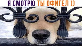 Я СМОТРЮ ТЫ ОФИГЕЛ))) Приколы | Мемозг 1003