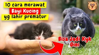 10 CARA MERAWAT BAYI KUCING BARU LAHIR TIPS CARA MERAWAT ANAK KUCING BAGI PEMULA