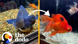 Rescued Aquatic Animals Get A ‘Magical’ Glow-Up! | The Dodo