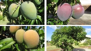 Multi-grafted Mango Tree with Different Kinds of Fruits!