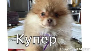 Шпиц 🔺первое купание🔺