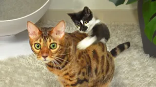 Kitten trying to fight Big Cat!ㅣDino cat