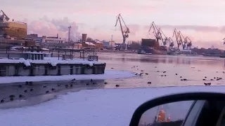 Ворона добивает полуживую чайку в Питере на Неве, а утки смотрят.