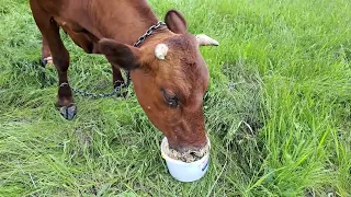 Обеденная дойка. Мои коровы 🐄