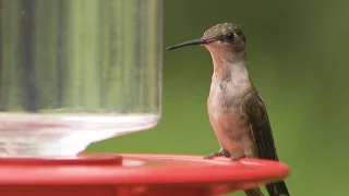 The Sounds of Hummingbirds