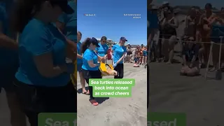 Sea turtles released back into ocean as crowd cheers #shorts