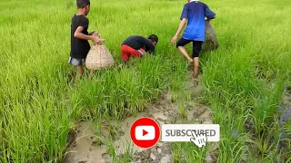 Catch fish at the rice field and cook for the family