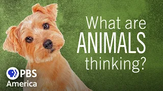 What Are Animals Thinking? FULL SPECIAL | PBS America