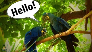 Why Do Parrots Talk?