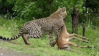 How Cheetah Cubs Trying To Hunt? Must Watch End