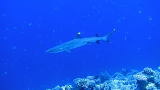 Whitetip reef shark on Gordon reef 23.07.2015