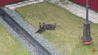 Прикол. Медведь в поселке 5. Bear.