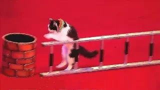 Circus. The show cats. Цирк. Смотреть Шоу кошек.