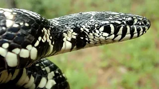 Best Snake EVER! Eastern Kingsnake