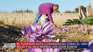 En Navarra se cultiva la especia más preciada y el oro rojo de la cocina: el azafrán