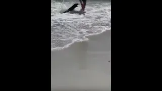 Small Seal Attacks Two Swimmers - Clifton ,Cape Town.