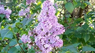 The Easiest Way To Start Lilacs.