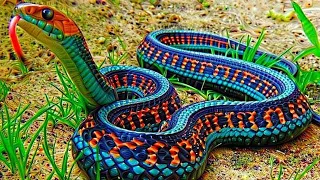 10 RAREST SNAKES IN THE WORLD