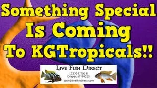New Fish For KGTropicals!!! Big Things Are Coming!!