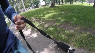 Chihuahua basic obedience training