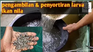 pengambilan & penyortiran larva ikan nila. #biofloc #ikannila