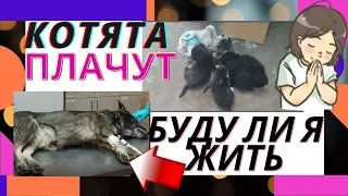 Выбросили кошку с котятами и что их ждёт