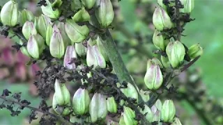 Black false hellebore (Veratrum Nigrum) in mid August