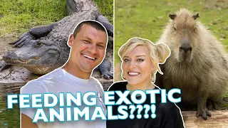 You Can Pet SLOTHS & CAPYBARAS Near Disney World?! | Amazing Animals, Inc. Exotic Animal Rescue
