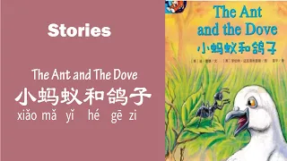 [EN/CN SUB] 小蚂蚁和鸽子 | Chinese Stories Beginner | Comprehensible Input