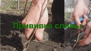 Прививка сливы