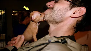 A Man Fostered a Puppy, but the Puppy Grew Up to Be a Dangerous Predator to Humans!