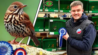 Staffordshire British Bird & Mule Club Show 2024