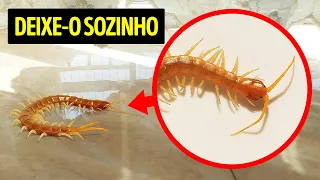 Se Você Vir Este Inseto na Sua Casa, Não o Esmague!