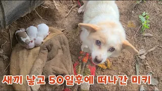 산속에서 혼자 새끼낳고 나를 기다리던 어미개 . 이게 마지막 모습이 될줄이야 .