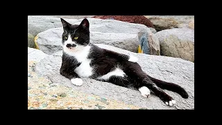 Best FUNNY CAT MEMES COMPILATION OF 2023(animals) #13