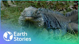 Why The Blue Iguana Is The Rarest Large Lizard On Earth | Earth Stories