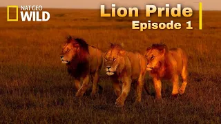 Lion Pride new Documentary 2022[English Subtitles] Episode 1 - Nat Geo wild.