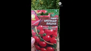 Томат "КРУПНАЯ ВИШНЯ" РЕЗУЛЬТАТ.