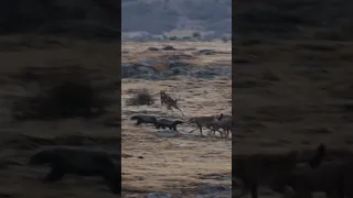 Honey Badgers V Ethiopian Wolves #natureismetal #keepnaturemetal #honeybadger #wolves #ethiopian