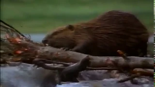 Rocky Mountain Beaver Pond - National Geographic VHS video