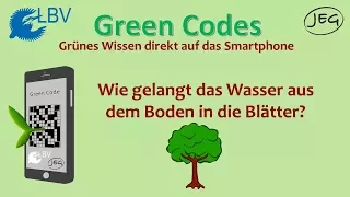 Wie gelangt das Wasser aus dem Boden in die Blätter?