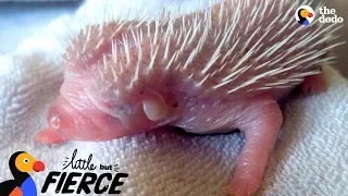 Tiny Pink Blob Grows Up Into A Hedgehog | The Dodo Little But Fierce