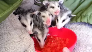 Baby Opossums Eating Watermelon