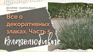 Все о злаковых травах.5. Влаголюбивые травы