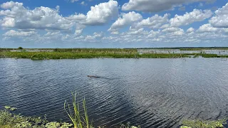 Visiting Lake Apopka Wildlife Drive in Apopka, FL | So Many Gators | Free Things to Do in Florida