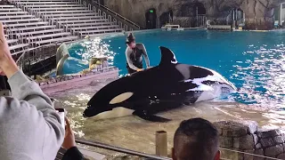 Shouka Birthday Celebration (Orca Encounter 6:00 Show)